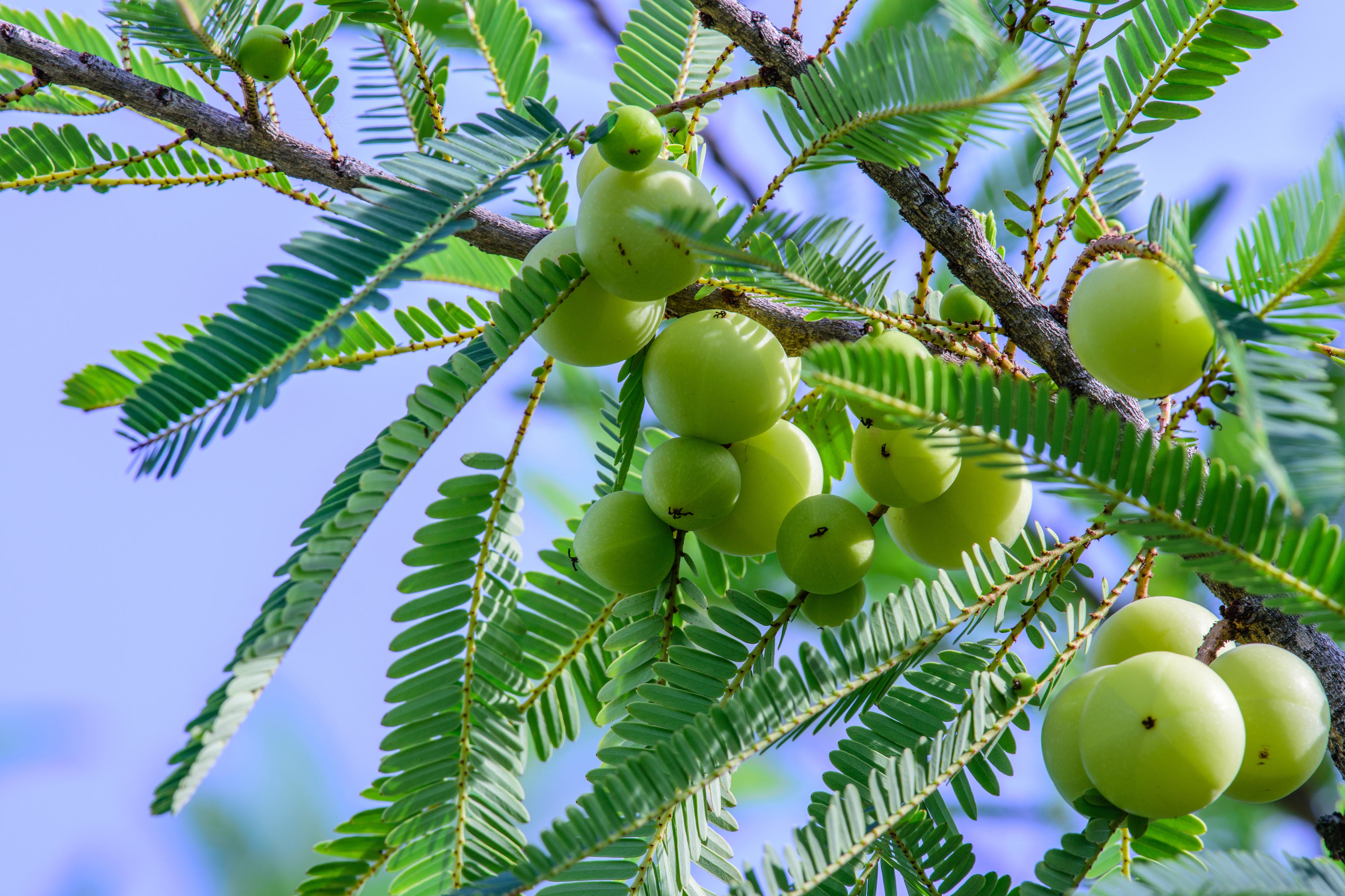 Cápsulas de Amla