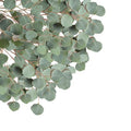 Essential Oil - Eucalyptus