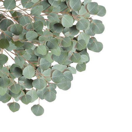 Essential Oil - Eucalyptus