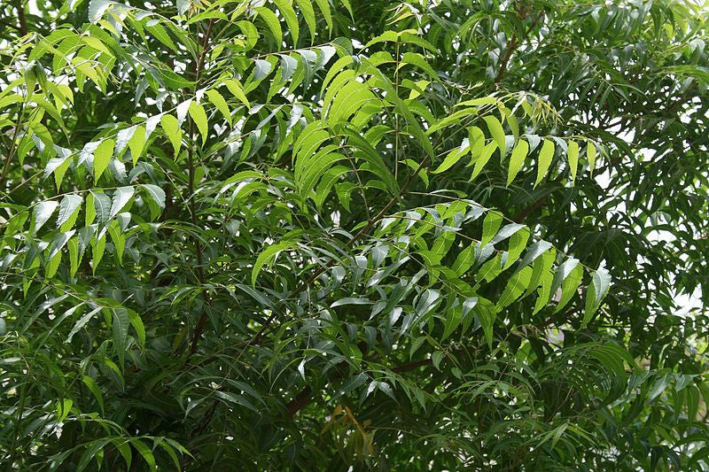 Cápsulas de Folha de Neem