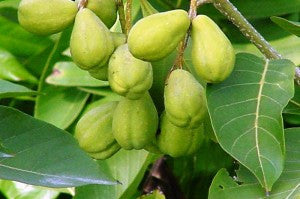 Cápsulas de Triphala