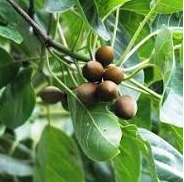 Cápsulas de Triphala