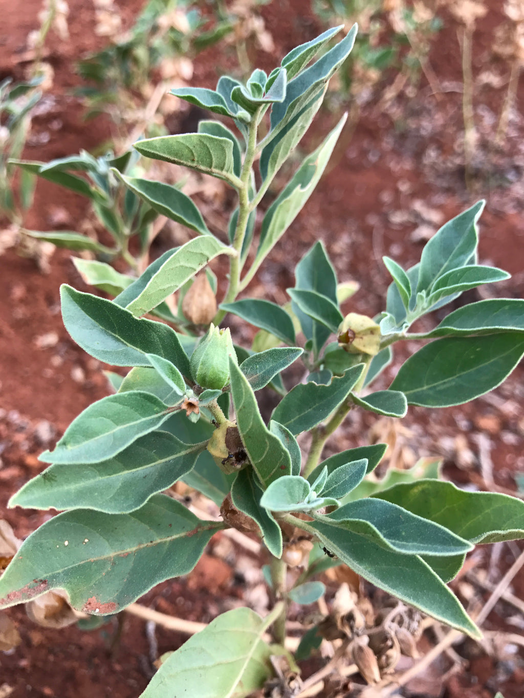 Cápsulas de Ashwagandha