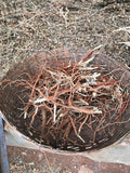 Cápsulas de Ashwagandha