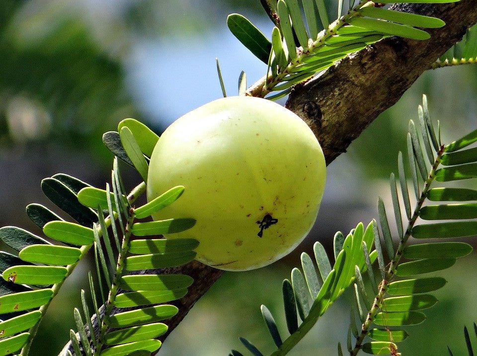 Amla em Pó com Dupla Extração